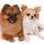 Pomeranian and Chihuahua