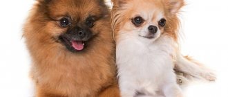 Pomeranian and Chihuahua