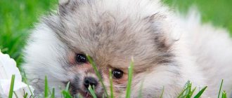Cream-sable Pomeranian