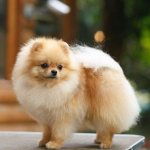 Pomeranian Spitz - breed standard