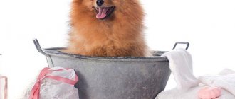 Pomeranian Spitz in the bath Photo
