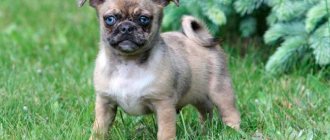 Cross between a pug and a chihuahua photo