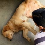 Помощь собаке при судорогах