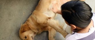 Helping your dog with seizures