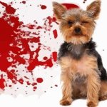 Понос с кровью у собаки причины и лечение