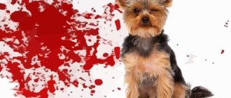 Понос с кровью у собаки причины и лечение