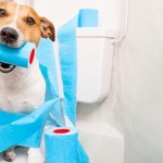 Diarrhea in dogs: treatment, causes, cure. How to treat and what to give your pet dog for diarrhea? 