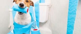 Diarrhea in dogs: treatment, causes, cure. How to treat and what to give your pet dog for diarrhea? 