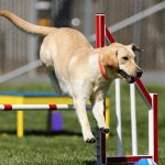 Popular sports for dogs: agility
