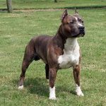American Staffordshire Terrier breed