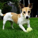 Jack Russell Terrier breed description, characteristics