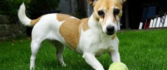 Jack Russell Terrier breed description, characteristics