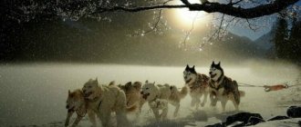 Husky breed how to care for