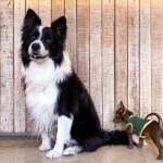 Border Collie dog breed: character traits, disadvantages for keeping at home, breed diseases and health issues, owner reviews