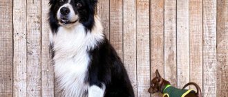 Border Collie dog breed: character traits, disadvantages for keeping at home, breed diseases and health issues, owner reviews