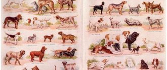 Dog breed group all thumbnail