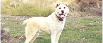 Georgian mountain dog breed thumbnail