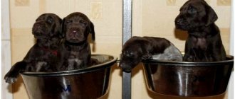 Shorthaired Pointer dog breed food thumbnail