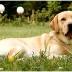 Labrador dog breed size thumbnail