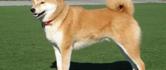Shiba Inu dog breed photo