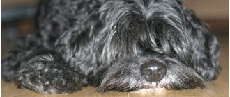 Dog breed poodle cross thumbnail