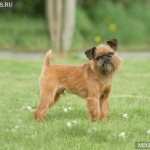 Breeds of bearded dogs and features of caring for them