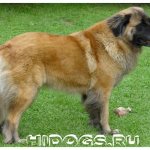 Portuguese Shepherds Estrella - description of the breed, characteristics of the breed, grooming, character and education of a guard dog.