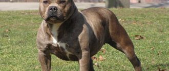 Potentially dangerous dog breed - pit bull terrier