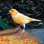 Behavior and diet of canaries photo