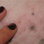 A dog has a skin rash