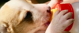 Rules for feeding puppies by month