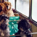 Rules for transporting animals on the bus