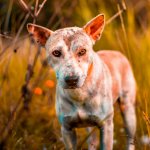 Dogs with dermatoses need medicated food