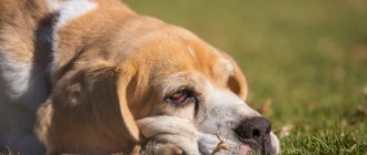 Причины покраснения глаз у собаки