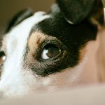 causes of jaundice in dogs
