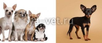 vaccinations for toy terrier puppy