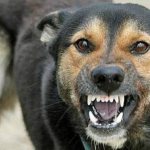 Vaccinations protect against rabies and other infections