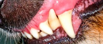 Problems with a dog&#39;s teeth - a symptom of stomatitis