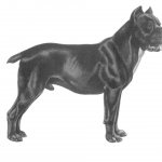 Dog profile