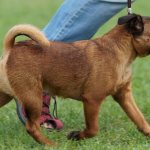 Пти-брабансон-собака-Описание-особенности-виды-уход-и-цена-породы-2