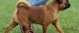 Petit-Brabançon-dog-Description-features-types-care-and-price-breed-2