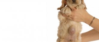 umbilical hernia in a puppy
