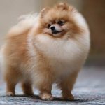 Fluffy-dog-breeds-Description-names-types-and-photos-of-fluffy-dog-breeds-2