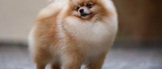 Fluffy-dog-breeds-Description-names-types-and-photos-of-fluffy-dog-breeds-2