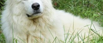 fluffy white Akbash on green grass