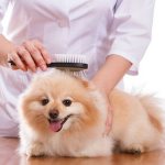 raschesyvanie pomerantsa - What combs are needed for a Spitz