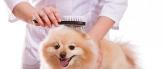 raschesyvanie pomerantsa - What combs are needed for a Spitz