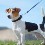 Jack Russell Terrier size