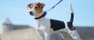 Jack Russell Terrier size