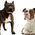 Varieties of pit bull crosses - with husky, bull terrier, stafford and others